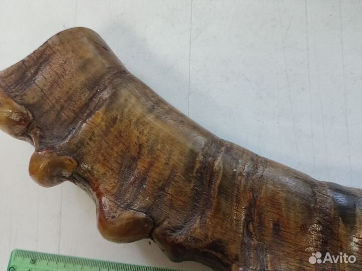 Рога горного козла