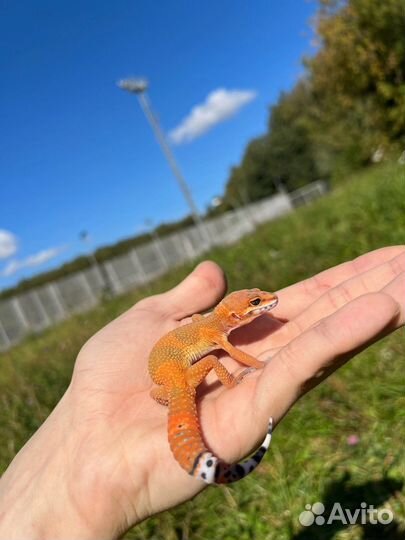 Гекконы эублефары морфы Blood Inferno