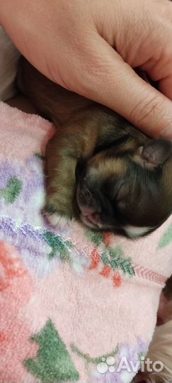 Собаки щенки