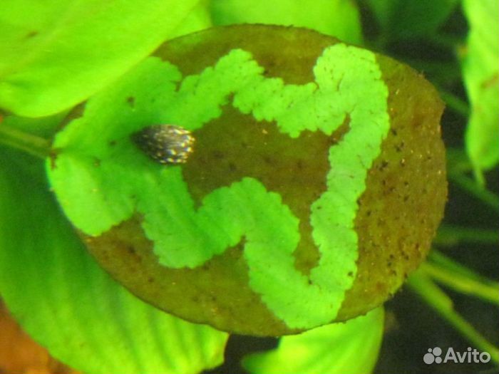 Аквариумные рыбки