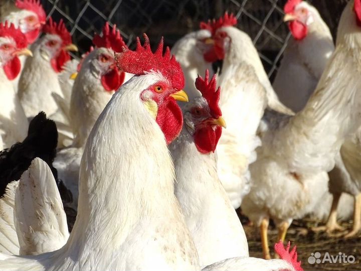 Куры несушки