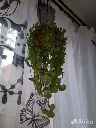 Комнатные цветы