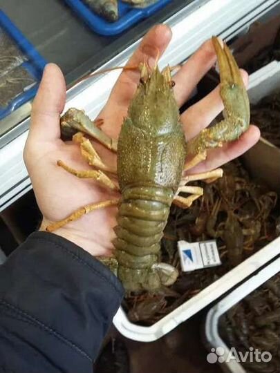 Раки живые, волжские