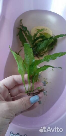 Растения для аквариума