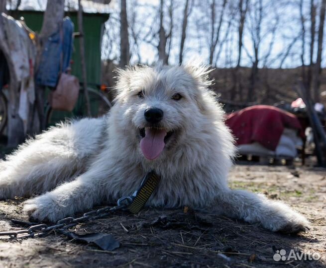 Собака в добрые руки