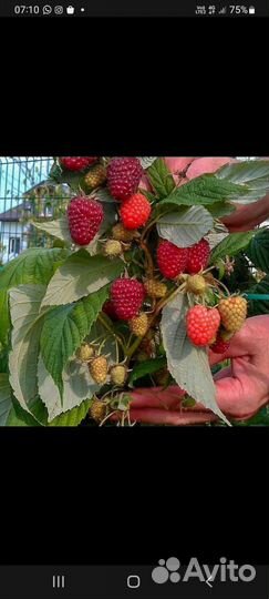 Растения для сада