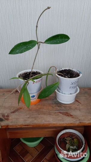 Кливия Гардена,традесканция, хойя