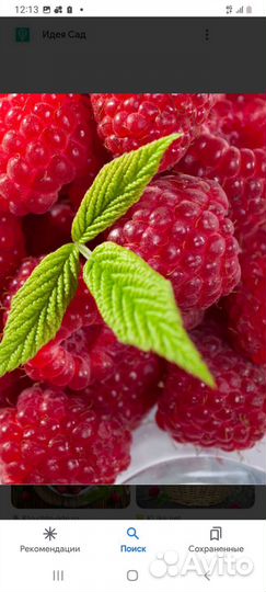 Малина ранняя Гусар