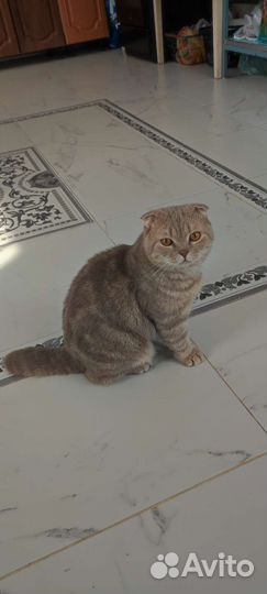 Британская коты