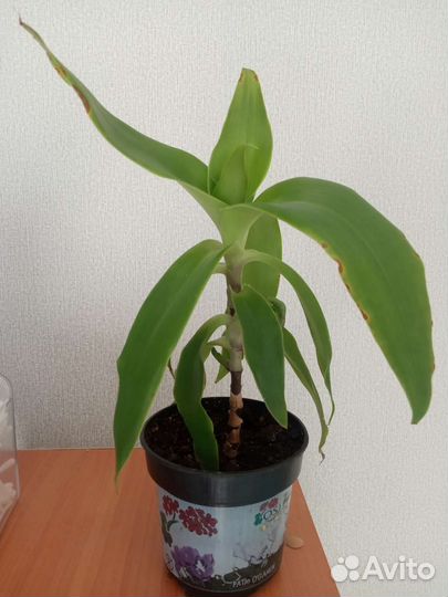 Цветок золотой ус