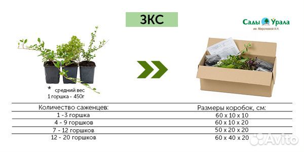 Жимолость Алтай - саженцы зкс, питомник Сады Урала