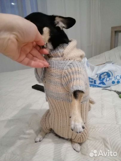 Вязаный комбинезон для чихуахуа