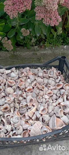 Морские ракушки раковины