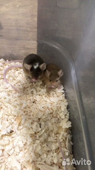 Декоративные мыши