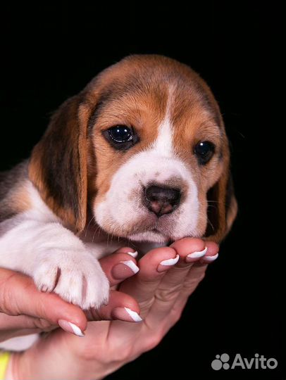 Щенки бигля