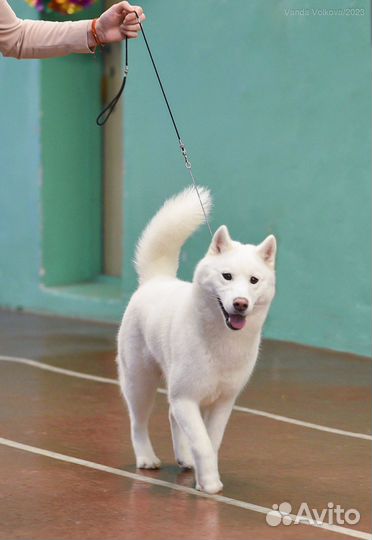 Стрижка собак. Груминг собак