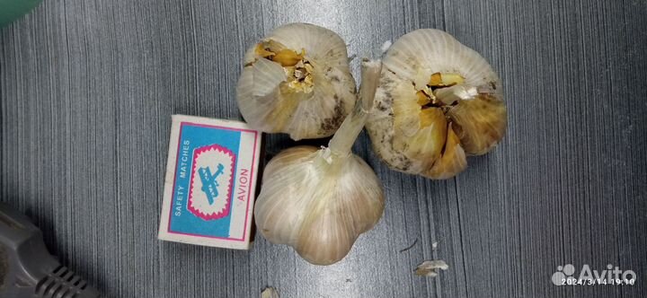 Чеснок рокамболь