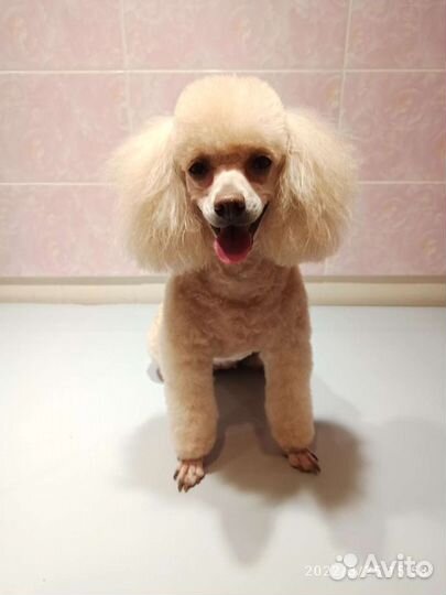 Груминг (стрижка) собак и кошек/экспресс линька