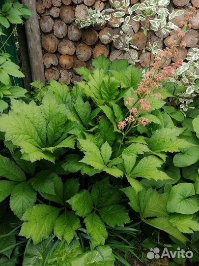 Многолетники, большой выбор,в т. ч. Тенелюбивые