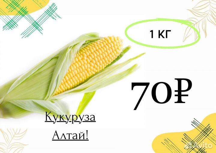 Кукуруза в початках сладкая