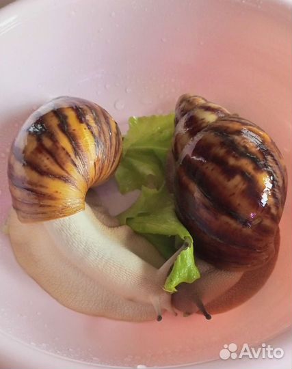 Архахатина маргината овум