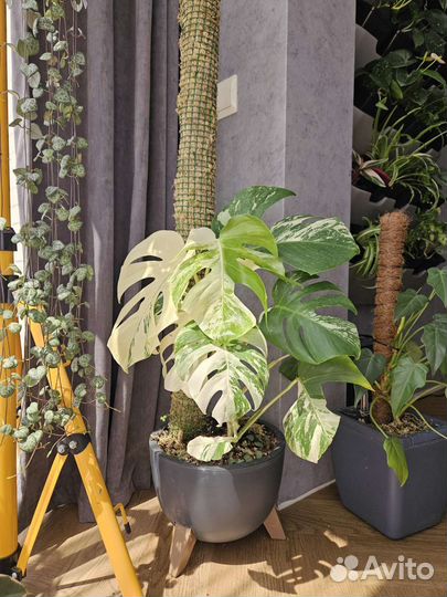 Монстера альба