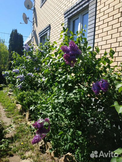 Саженцы сирени махровой