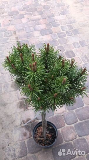 Сосна бенджамин, варелла, опхир и другие