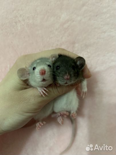 Крысята Дамбо малыши ручные