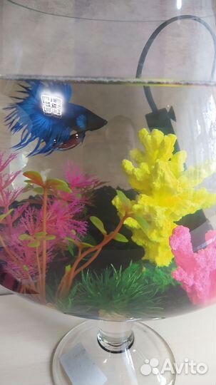 Аквариум с рыбкой