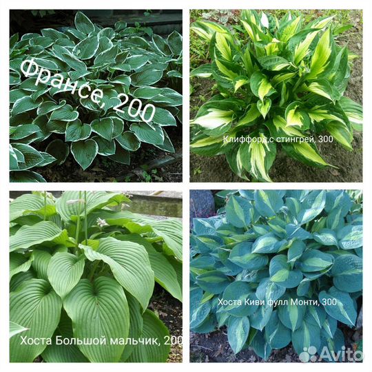 Садовые многолетники