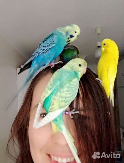 Ручные волнистые попугаи. Получехи. Птенцы