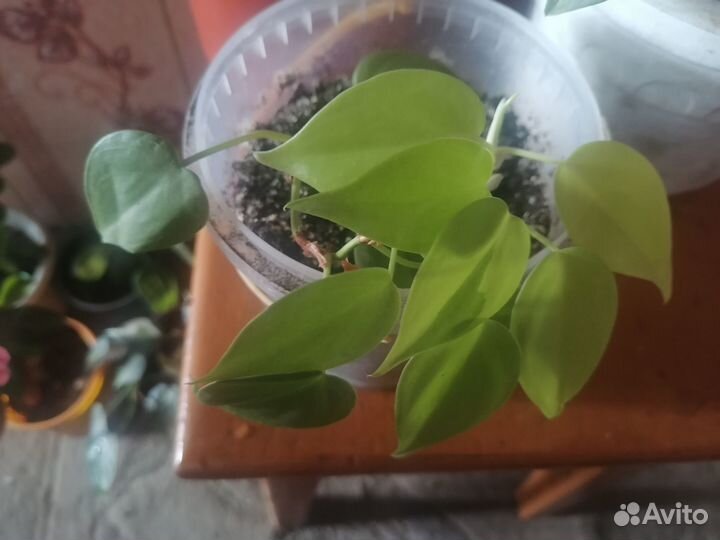 Комнатные растения