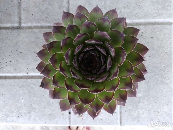 Молодило каменная роза почвопокровное многолетние