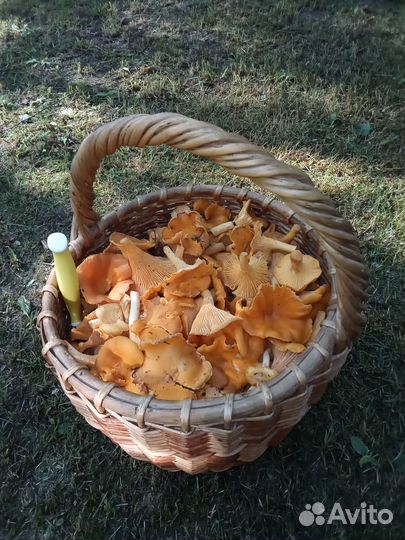 Грибы лисички