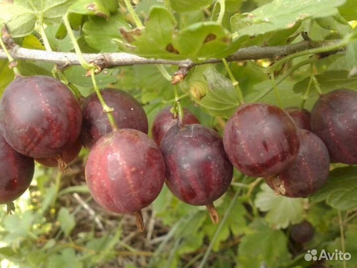 Саженцы крыжовника Сеянец Смены