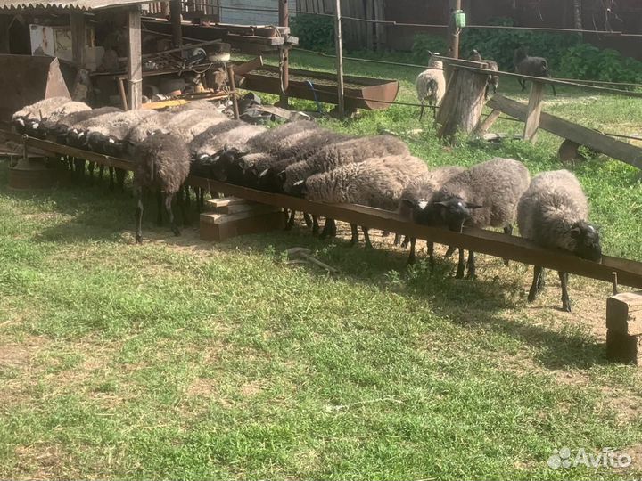 Овцы бараны