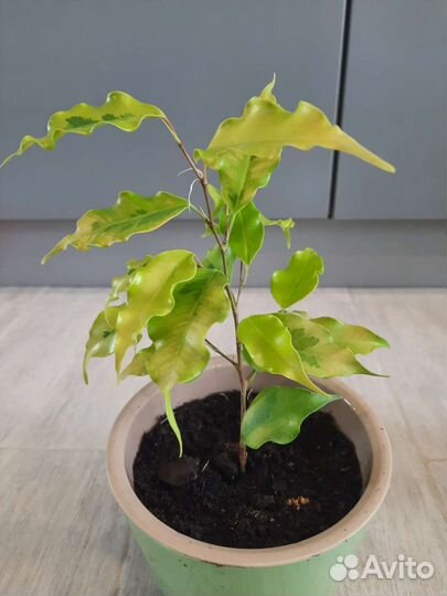 Фикус бенджамина
