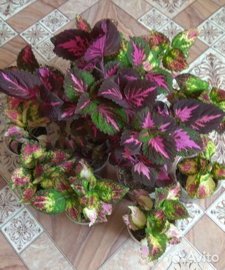 Колеусы вегетативные