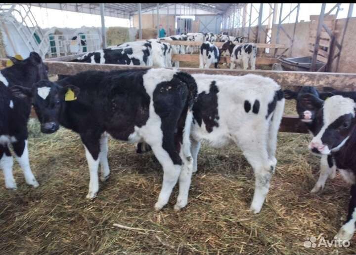 Телята бычки