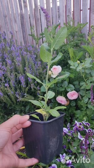 Шалфей дубравный