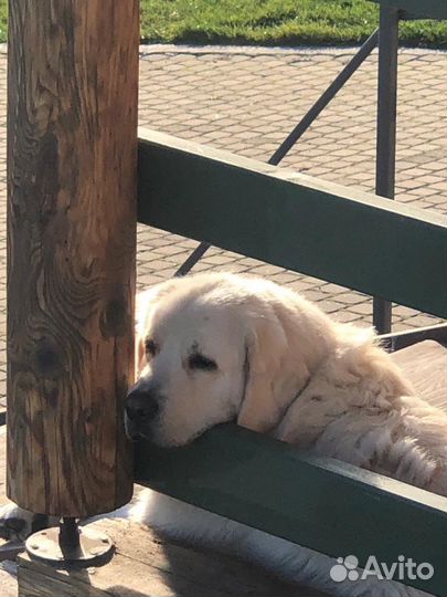 Вязка кабель польской подголянской овчарке