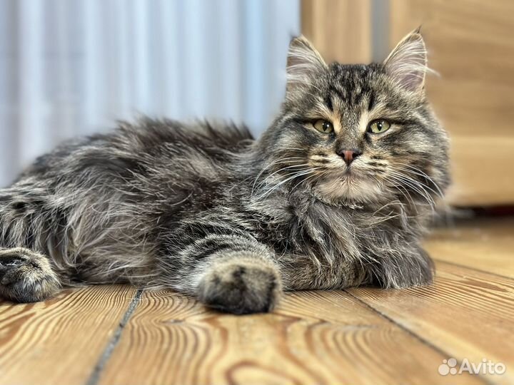 Сибирский котик