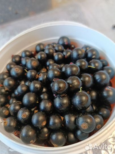 Чёрная смородина