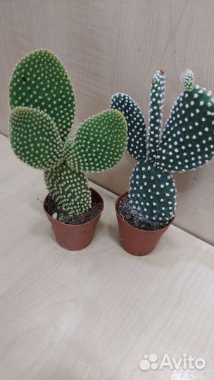 Кактус Опунция Микродазис Альбиспина Паллида
