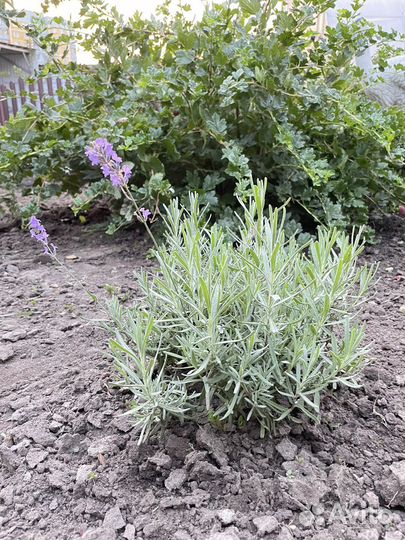 Лаванда. Куст