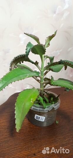 Каланхоэ лечебное