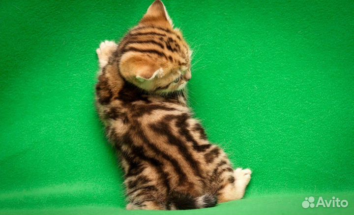 Мраморные британские котята