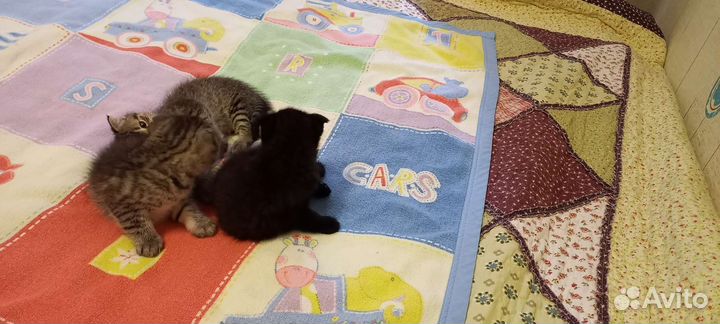 Британская вислоухая кошка