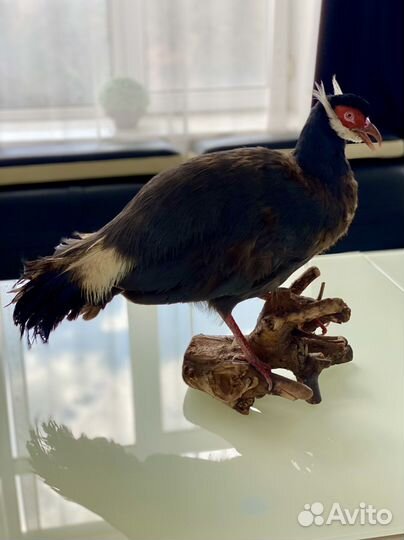 Чучело Фазана ушастого